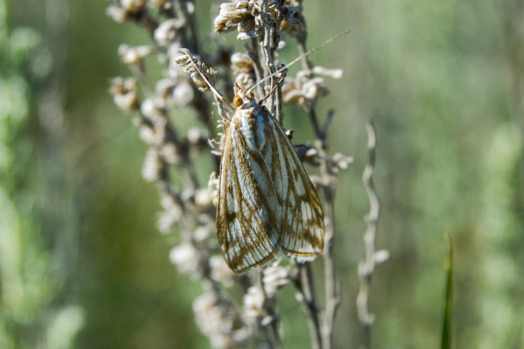 Loxostege clathralis