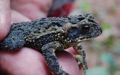 Incilius porteri