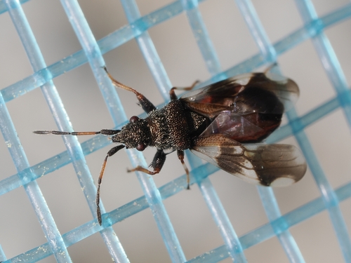 Macroplax fasciata