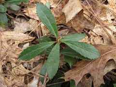 Chimaphila umbellata cisatlantica