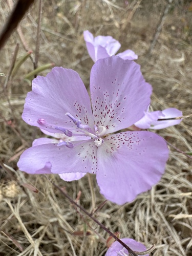 Clarkia bottae, photograph 1