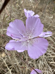 Clarkia bottae