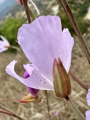 Clarkia bottae, photograph (c) Roberto Daniel Avila, some rights reserved (CC BY)