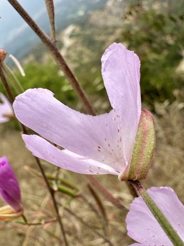 Clarkia bottae, photograph 3