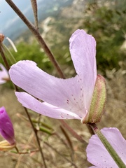 Clarkia bottae, photograph (c) Roberto Daniel Avila, some rights reserved (CC BY)