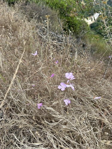 Clarkia bottae, photograph 4