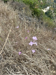 Clarkia bottae, photograph (c) Roberto Daniel Avila, some rights reserved (CC BY)
