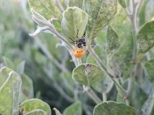cruciferous bug
