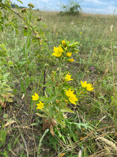 Dotted Loosestrife