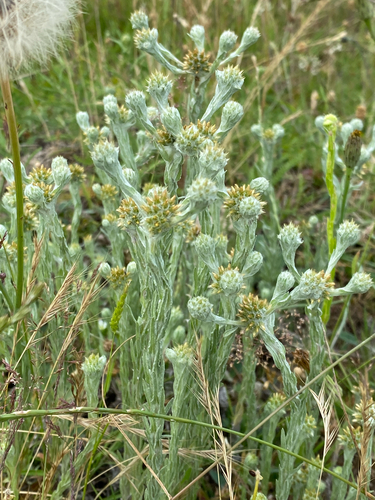 Common Cudweed