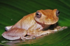 Ptychohyla hypomykter