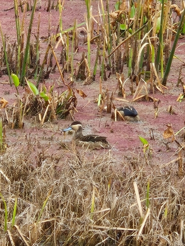 iNaturalist image