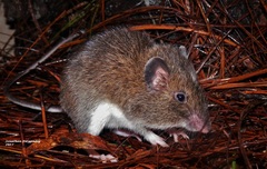 Heteromys desmarestianus
