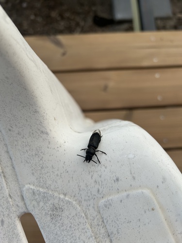Black Longicorn Beetle