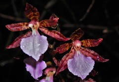 Rhynchostele bictoniensis