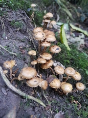 Pholiota subflammans