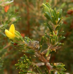 Phyllota remota