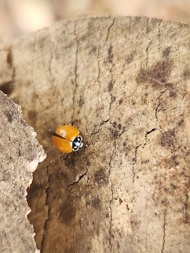 Spotless Lady Beetle