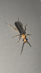 Podabrus brunnicollis