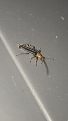 Podabrus brunnicollis