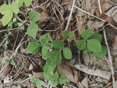 Rhynchosia volubilis