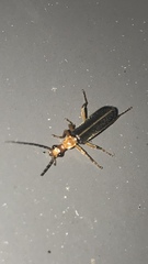 Podabrus brunnicollis