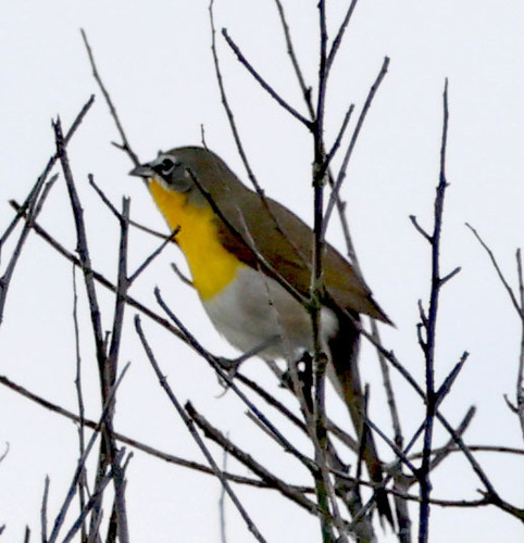 iNaturalist observation photo of Yellow-breasted Chat