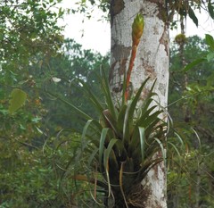 Tillandsia lampropoda