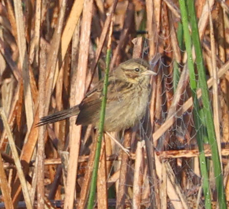iNaturalist observation photo of Song Sparrow