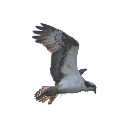 iNaturalist observation photo of Osprey