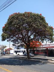 Spathodea campanulata