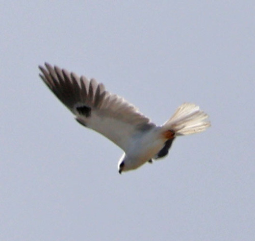 iNaturalist observation photo of White-tailed Kite