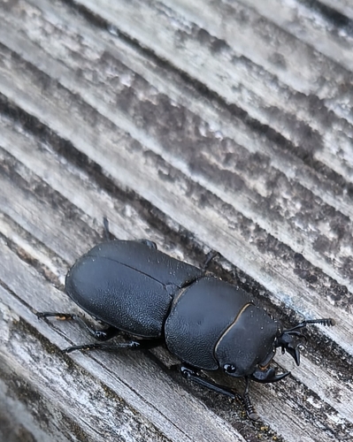 Lesser Stag Beetle