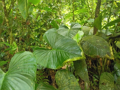Philodendron grandipes observed 2026-06-26