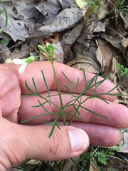 Cardamine dissecta
