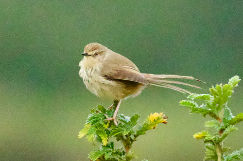 iNaturalist image