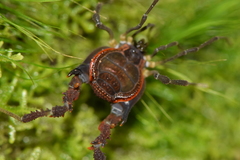 Metagyndes pulchella