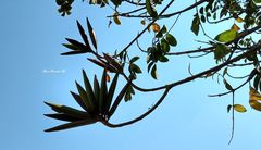 Spathodea campanulata