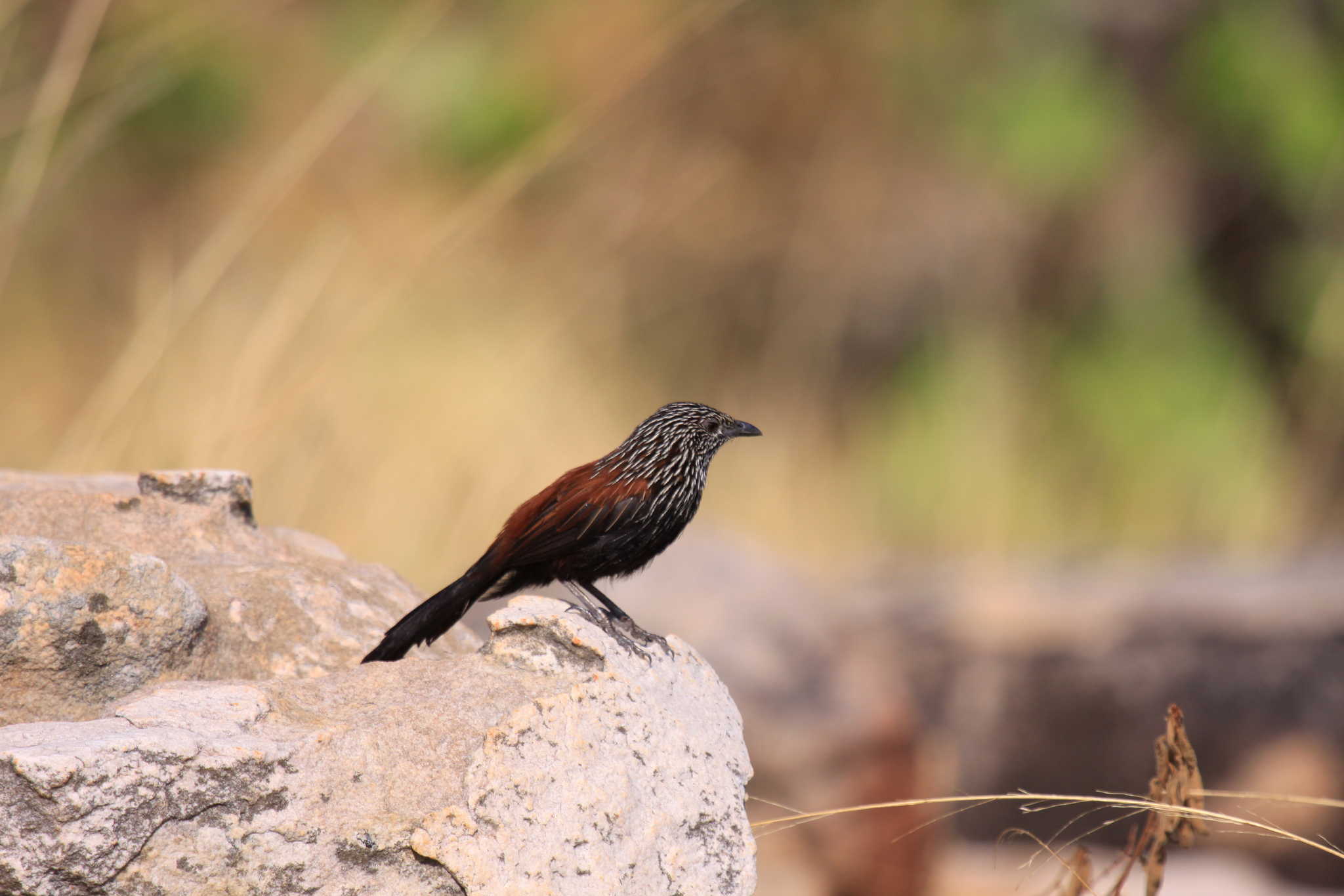 Black Grasswren illustration
