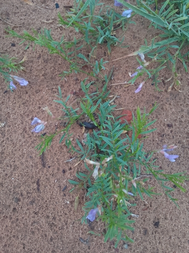 Astragalus arenarius, photograph 5