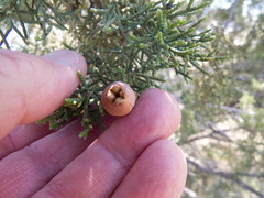 Walshomyia juniperina