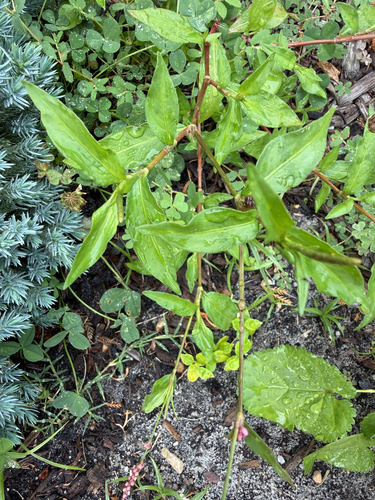 low smartweed