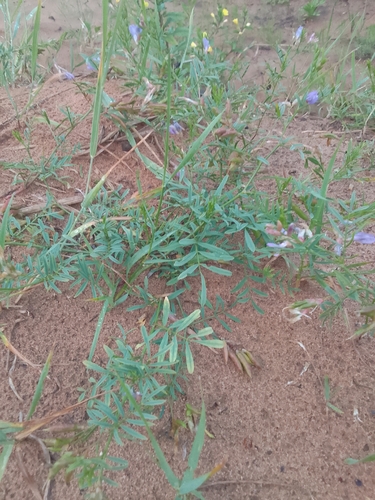 Astragalus arenarius, photograph 6