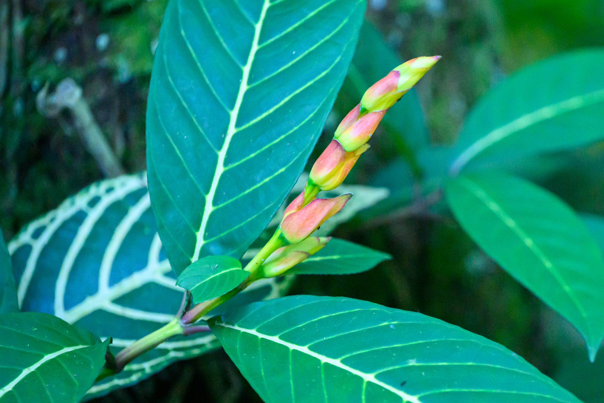 Sanchezia oblonga