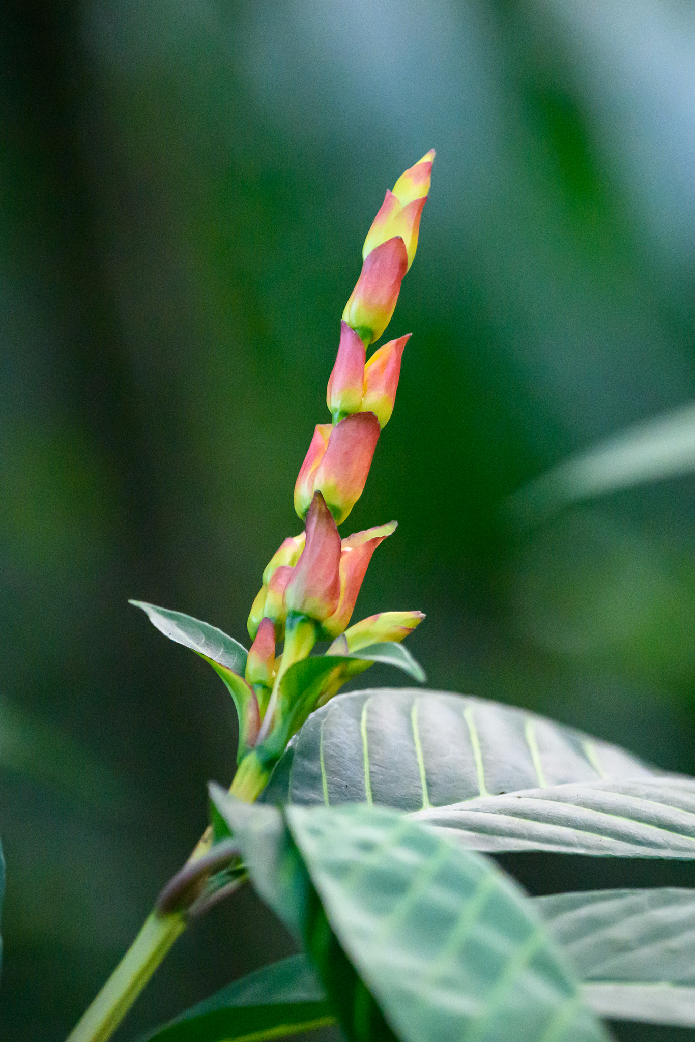 Sanchezia oblonga