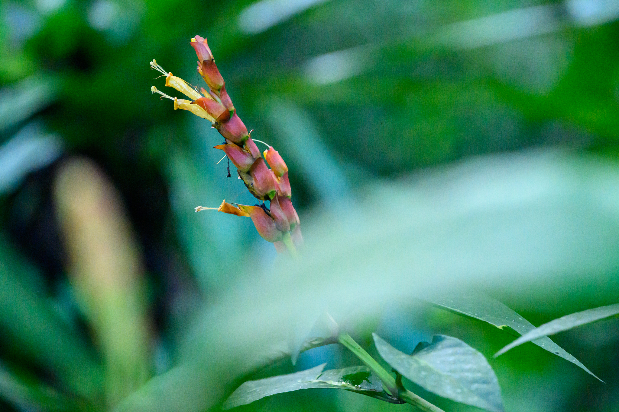 Sanchezia oblonga