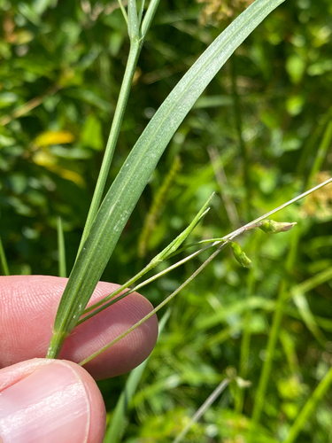 Grass Vetchling