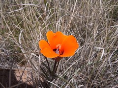 Calochortus kennedyi