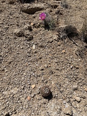 Echinomastus intertextus