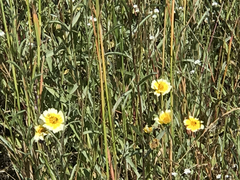 Layia gaillardioides